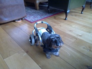 Ashley, onze kortharige dwerg teckel, in haar aangepaste hondenrolstoel na een rugletsel. Een inspirerend verhaal van liefde en zorg voor onze honden